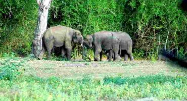 Bandipur_Wildlife_Safari_(1)