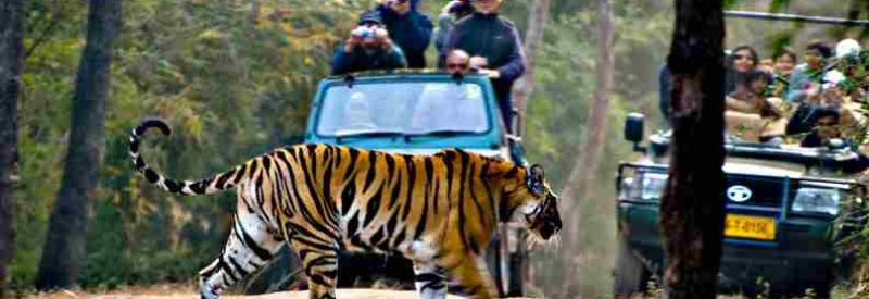 india-wildlife-tour