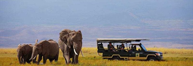 safari-kenya-tortilis-camp-game-drive-elephant-810x300