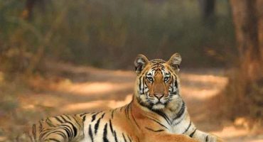 tribal-and-wildlife-tour-of-chhattisgarh-intro
